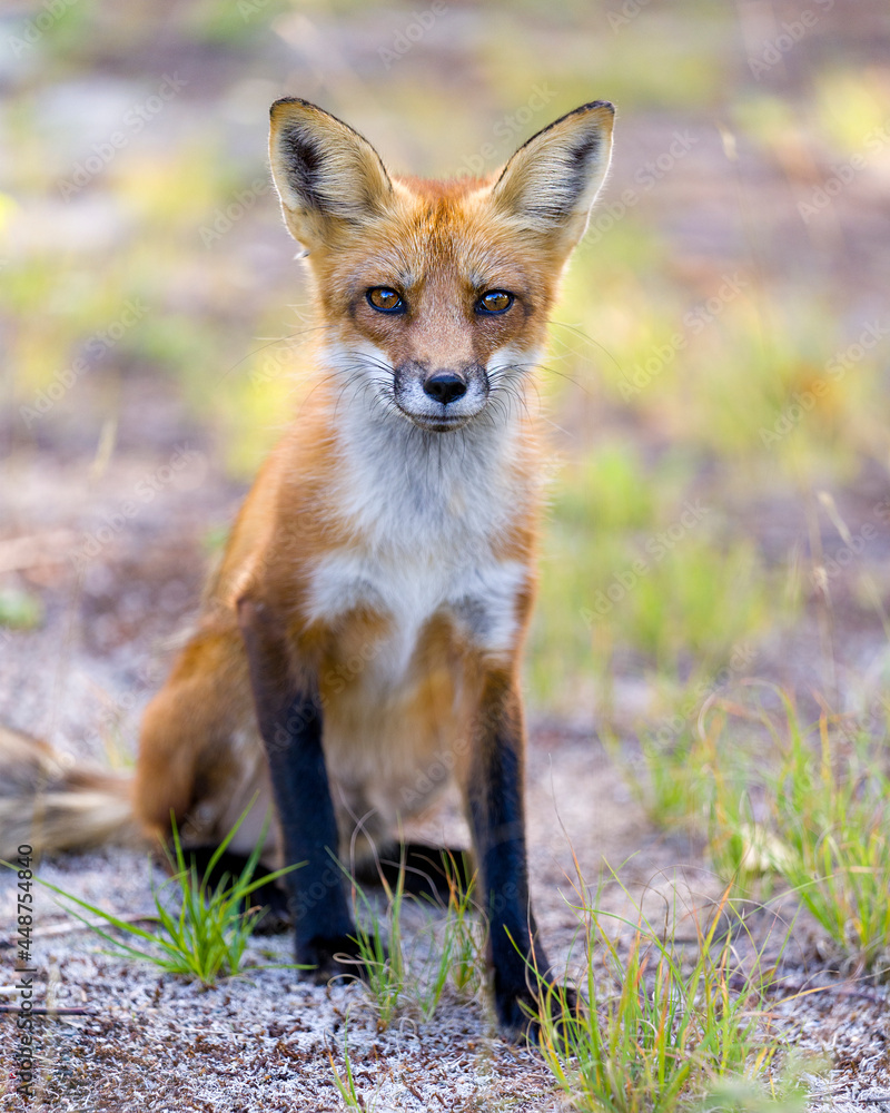 Red Fox Stock Photo. Fox Image. sitting and looking at camera with a blur foliage background in its habitat surrounding and environment. Picture. Portrait. Red Fox Stock Photo. Fox Image. sitting and looking at camera with a blur foliage background in its habitat surrounding and environment. Picture. Portrait.