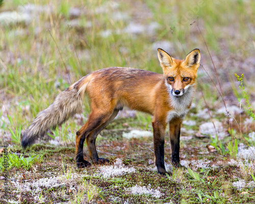 Red Fox Stock Photo. Fox Image. Side view looking at camera with a blur foliage background with its summer fur in its environment and habitat surrounding. Picture. Portrait.