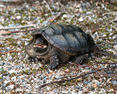 Snapping Turtle Photo Stock. Close-up profile view walking on gravel in its environment and habitat surrounding displaying turtle shell and open mouth.Turtle Picture. Portrait. Image.