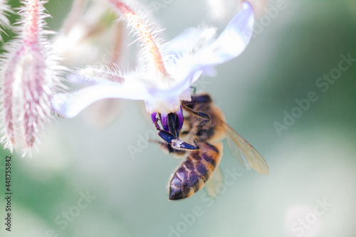 Quadro em tela Abeille qui butine