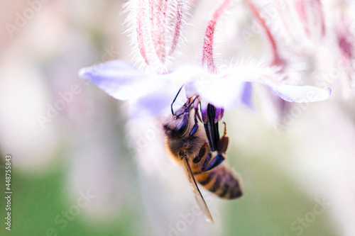 Abeille qui butine