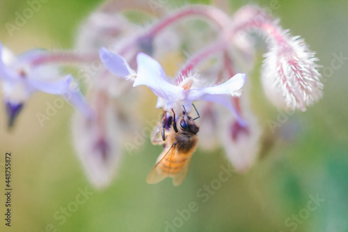 Abeille qui butine 