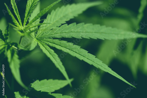 Marijuana leaves cannabis plant tree growing on farm, Hemp leaf for extract medical healthcare nature, Cannabis leaf