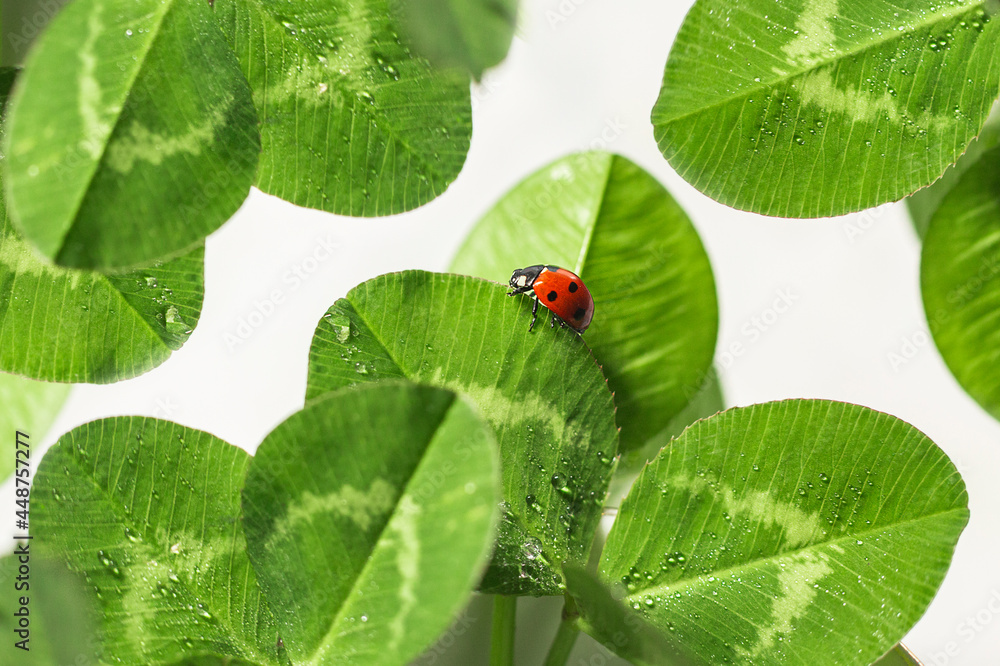 Obraz premium Small red ladybug on a green clover leaf with rain drops on a white background. Macro shot, selective focus.