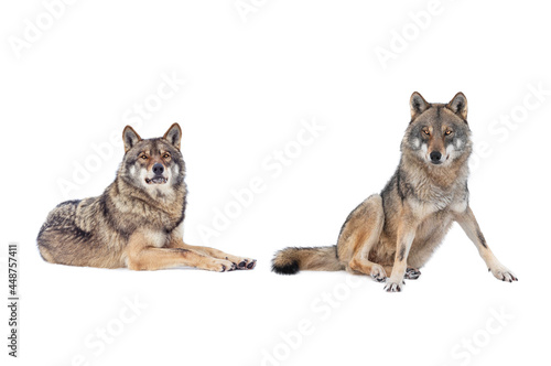  Two Gray wolf  isolated on white background