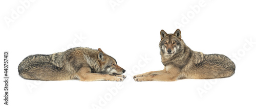 two wolf lies isolated on white background