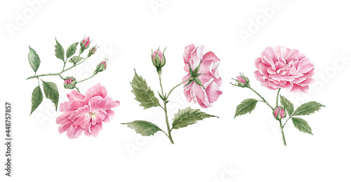 set of pink garden roses on white background close up, watercolor illustration hand painted