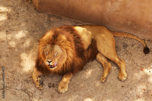 Lion resting in zoological garden photo