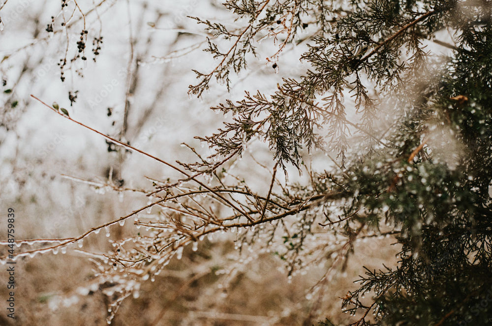 snow covered branches snow covered branches