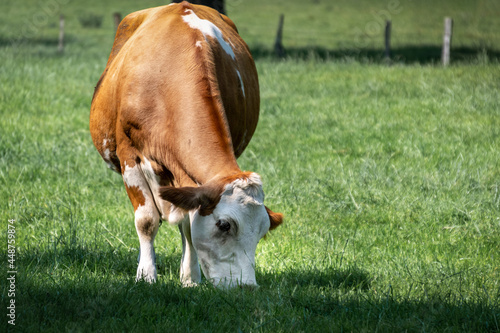 eine Kuh steht auf der Weide und frisst Gras
