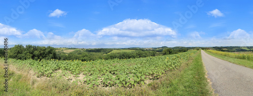 Panorama  vue sur la campagne sous le ciel bleu  agriculture et champs cultiv  s