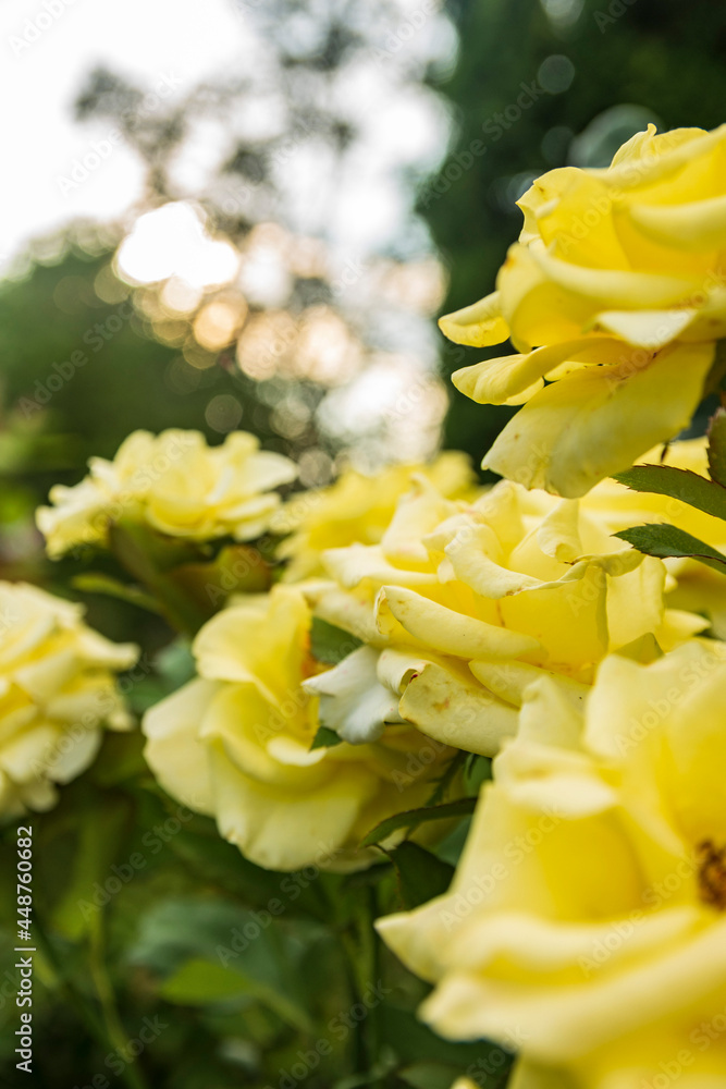 Flowering bush of garden tea yellow rose on a flower bed in summer Flowering bush of garden tea yellow rose on a flower bed in summer