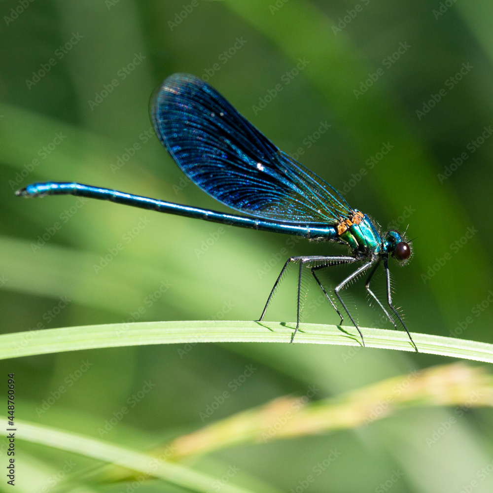 Obraz premium The banded demoiselle Calopteryx splendens is a species of damselfly belonging to the family Calopterygidae