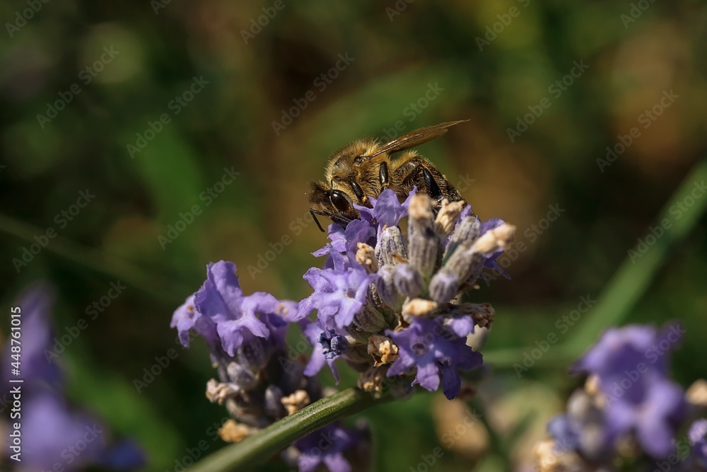 Photo of a bee collecting nectar on a lavender flower. Macrophotography of insects. Photo of a bee collecting nectar on a lavender flower. Macrophotography of insects.