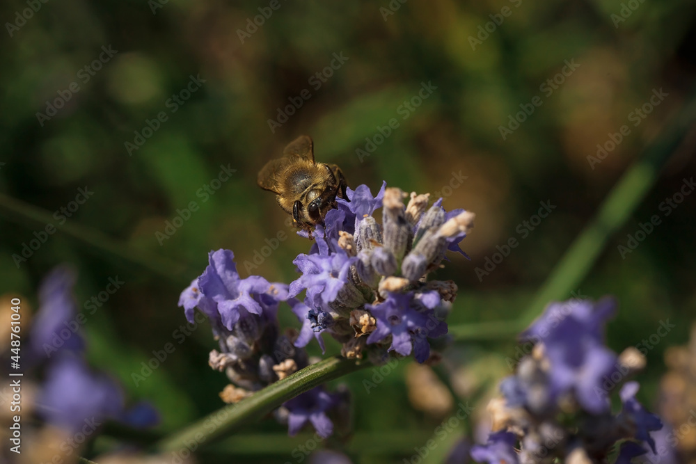 Photo of a bee collecting nectar on a lavender flower. Macrophotography of insects. Photo of a bee collecting nectar on a lavender flower. Macrophotography of insects.