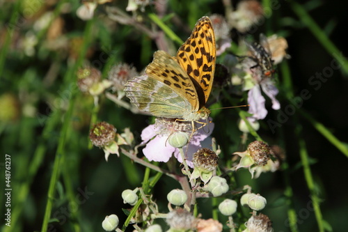 Silver washed fritillary butterfly on flower © Andy Jenner 