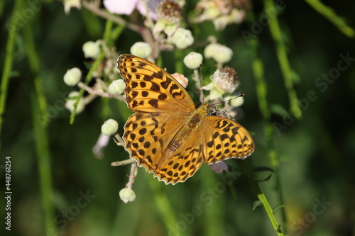Silver washed fritillary butterfly on a flower © Andy Jenner 