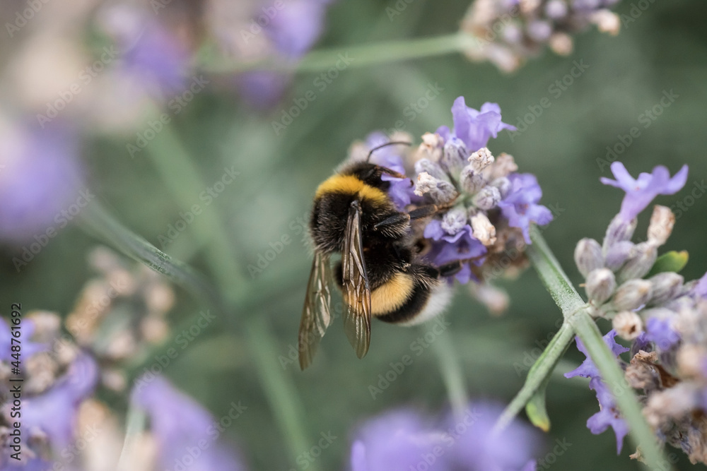 A large bumblebee on lavender flowers. Macrophotography of insects A large bumblebee on lavender flowers. Macrophotography of insects