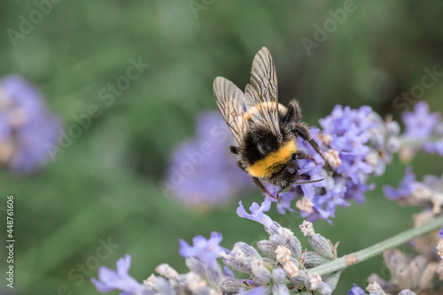 A large bumblebee on lavender flowers. Macrophotography of insects