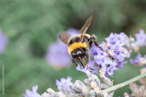 A large bumblebee on lavender flowers. Macrophotography of insects © MadCat13Shoombrat