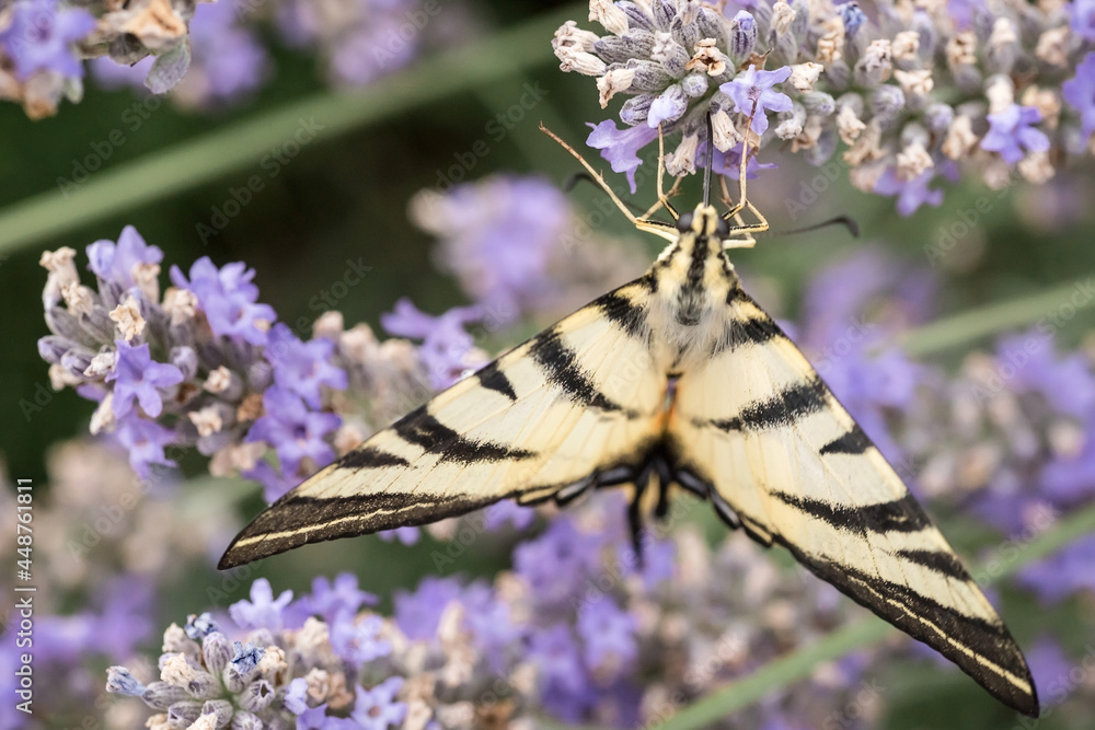 Swallowtail butterfly on lavender flowers. A big beautiful butterfly. Macrophotography of insects. Swallowtail butterfly on lavender flowers. A big beautiful butterfly. Macrophotography of insects.