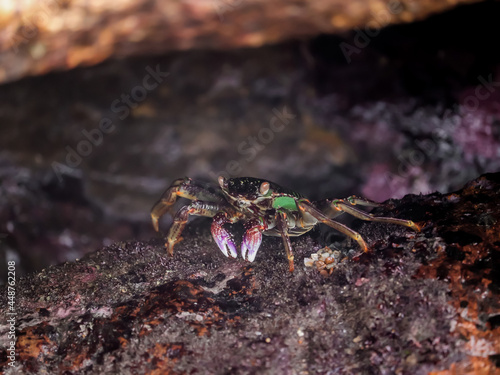 Crab  At the sea   Beautiful sea view   Nature background   nature beauty