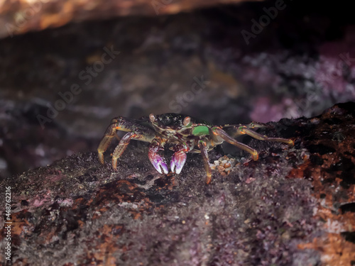 Crab  At the sea   Beautiful sea view   Nature background   nature beauty