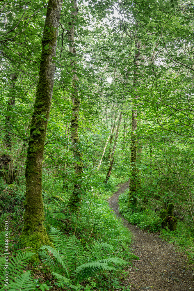 Footpath through Wood of Cree in the Galloway National Forest in Scotland Footpath through Wood of Cree in the Galloway National Forest in Scotland