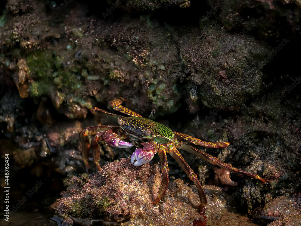 Crab At the sea , Beautiful sea view , Nature background , nature beauty Crab At the sea , Beautiful sea view , Nature background , nature beauty