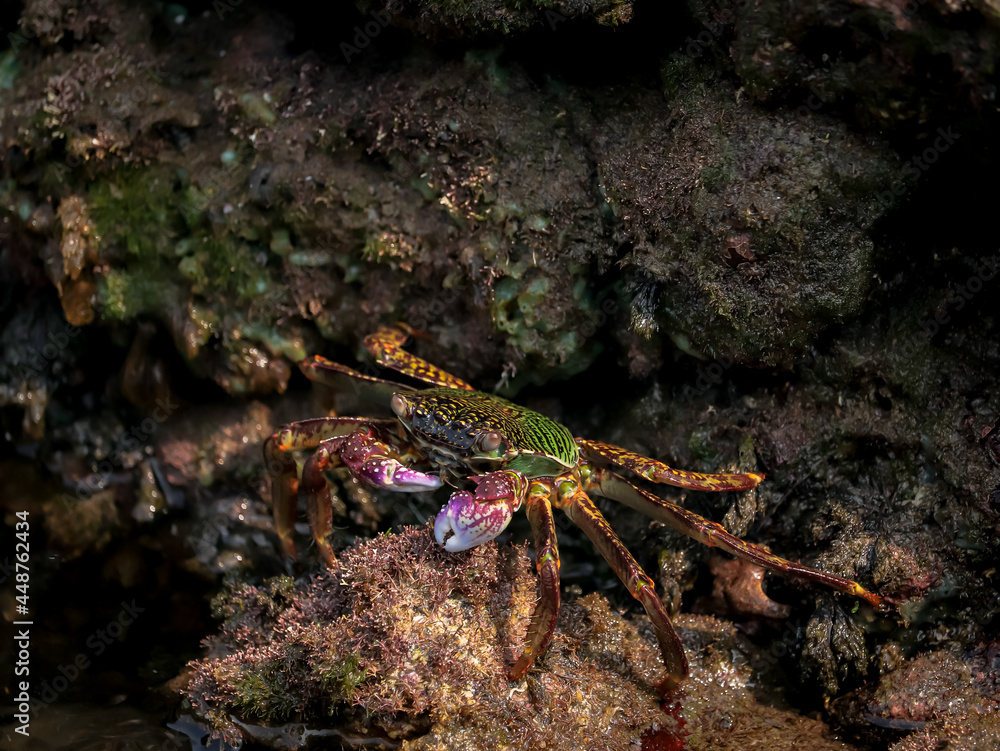 Crab  At the sea , Beautiful sea view , Nature background , nature beauty