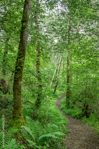 Footpath through Wood of Cree in the Galloway National Forest in Scotland