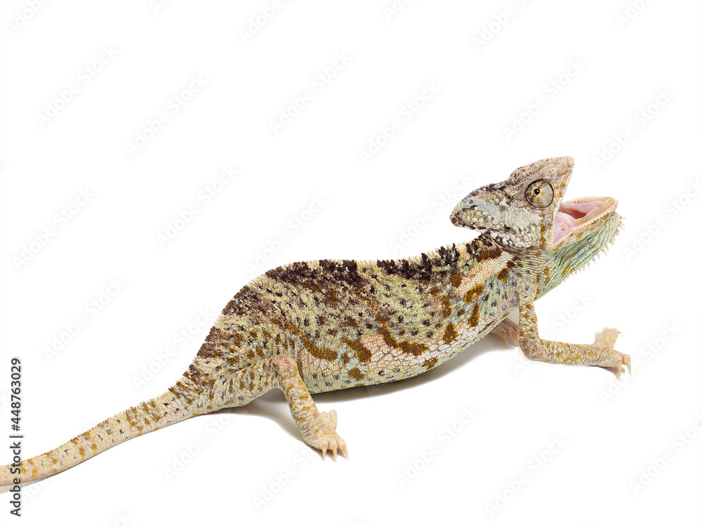 chameleon isolated on white background Chamaeleo calyptratus chameleon isolated on white background Chamaeleo calyptratus