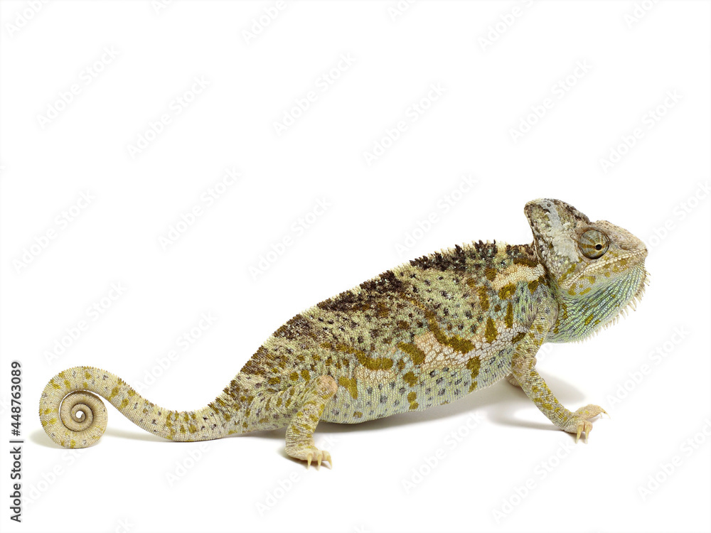 Fototapeta premium chameleon isolated on white background Chamaeleo calyptratus