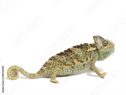 chameleon isolated on white background Chamaeleo calyptratus