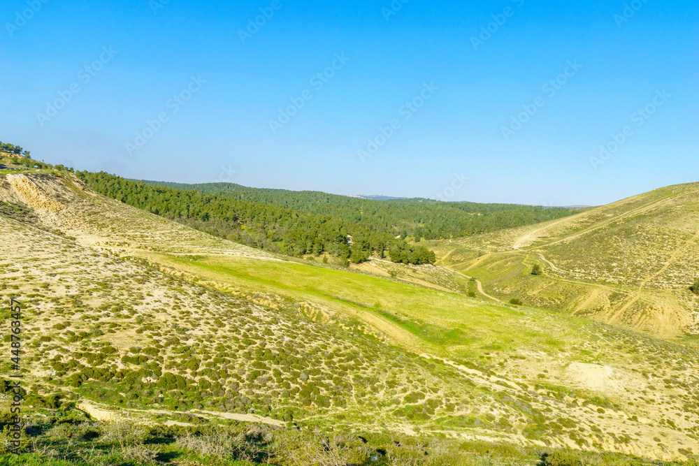Landscape of the Yatir region with the Yatir Forest