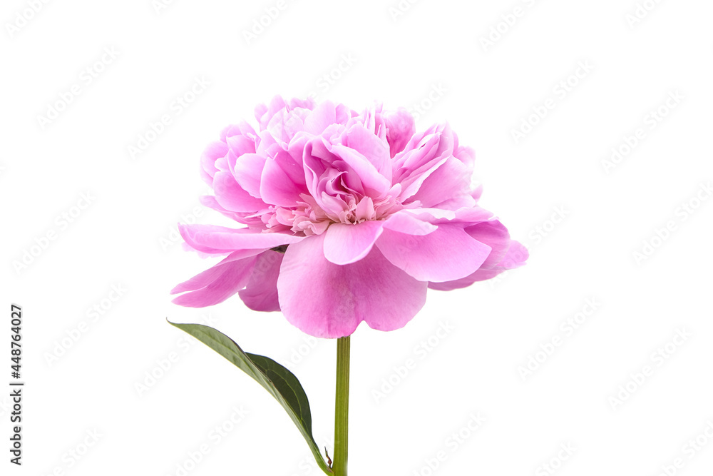Pink peony flower with green stem and leaves isolated on white background Pink peony flower with green stem and leaves isolated on white background