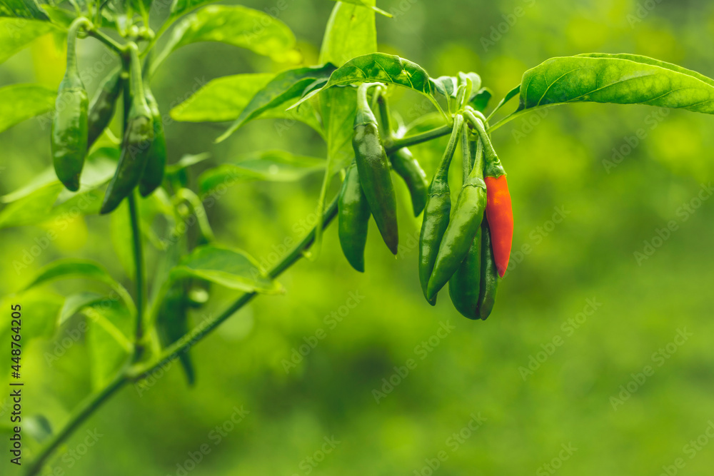 unripe Thai Chili (Capsicum annuum) pepper unripe Thai Chili (Capsicum annuum) pepper