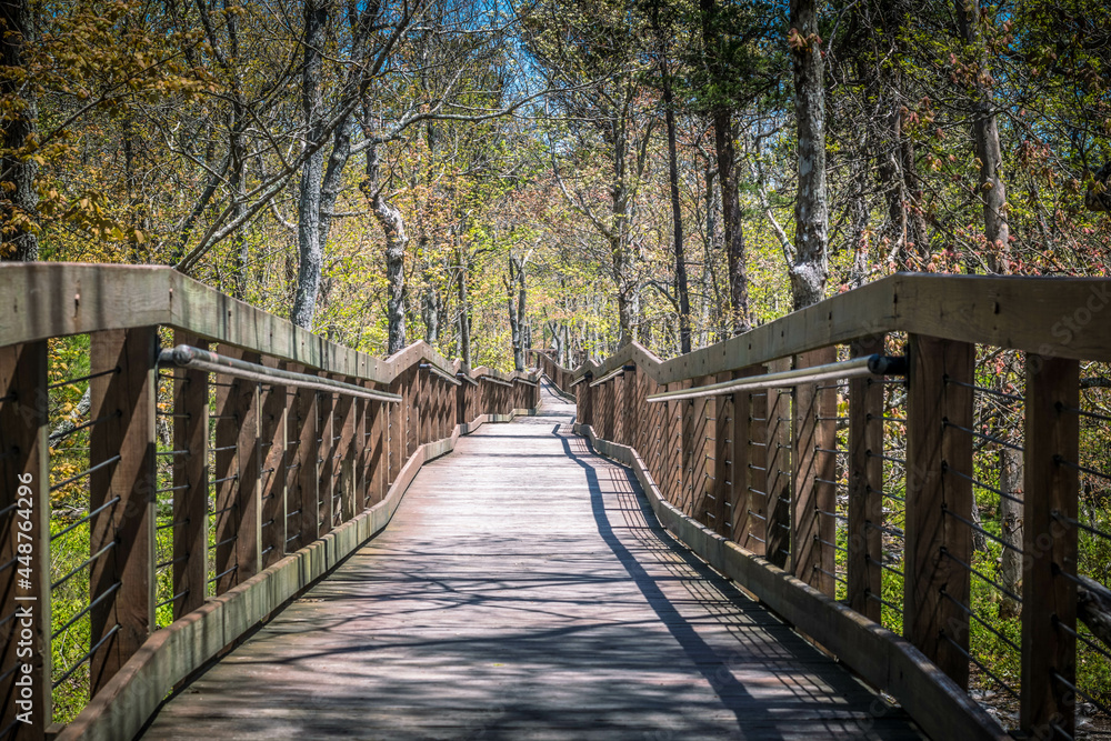 wooden walking bridge in the forest