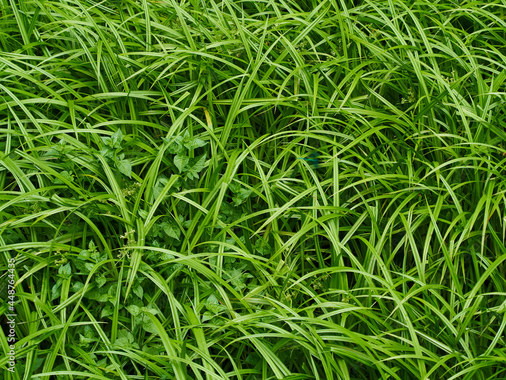 A detail from the British Countryside - a patch of rich, verdant, fresh uncultivated grass and plants from above. A detail from the British Countryside - a patch of rich, verdant, fresh uncultivated grass and plants from above.