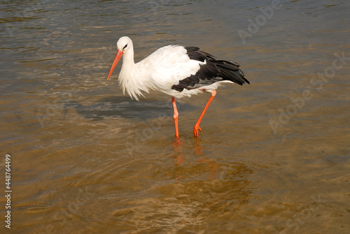 Close-up, portrait of a large white stork standing on one leg in shallow water. Wild birds in the natural environment.