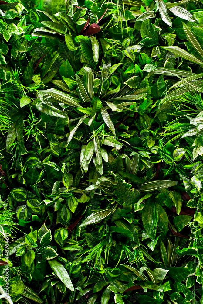 Green tropical leaves close up. Texture of jungle plants.