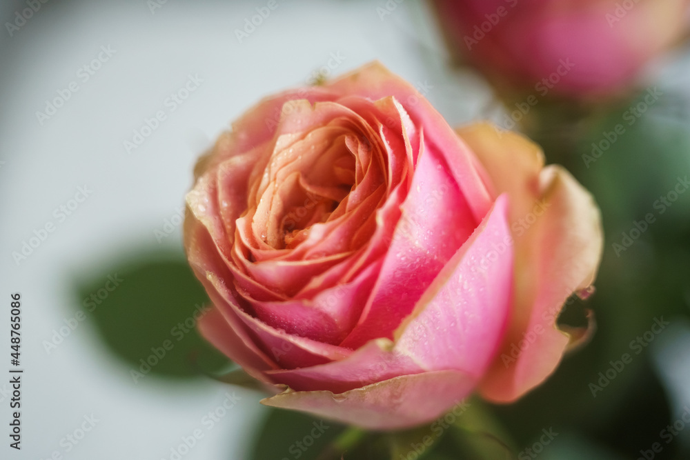 pink rose close up pink rose close up
