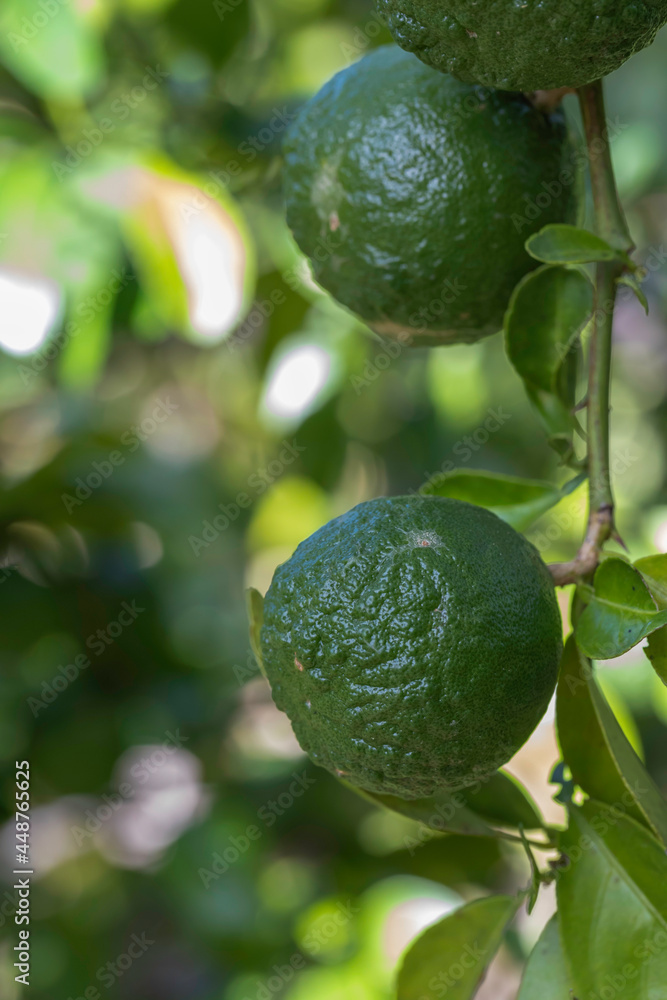 Green lemons. Green lemons.