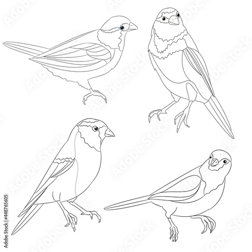 Bluebirds birds  small  thrush   outline  on a white background  set two vintage vector illustration editable hand draw © zdenat5