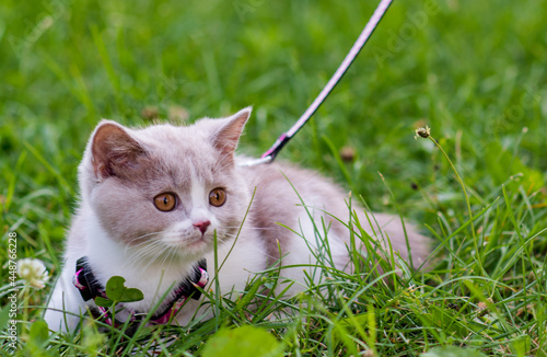 portrait of funny british shothair bicolor gray kitten on the green grass summer background. Selective focus photo