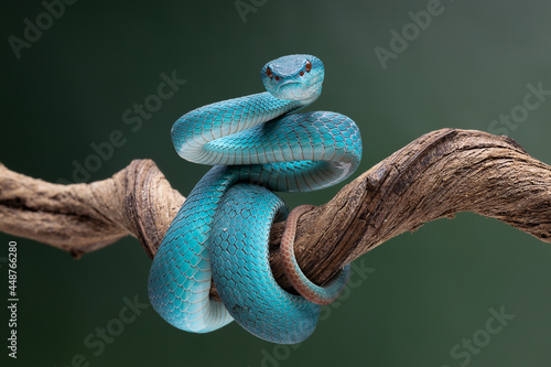 Nice Poisonous  Blue Viper Snake ready to strike their prey