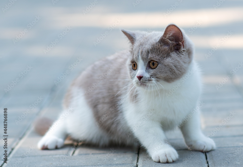 portrait of littele kitten on gray background