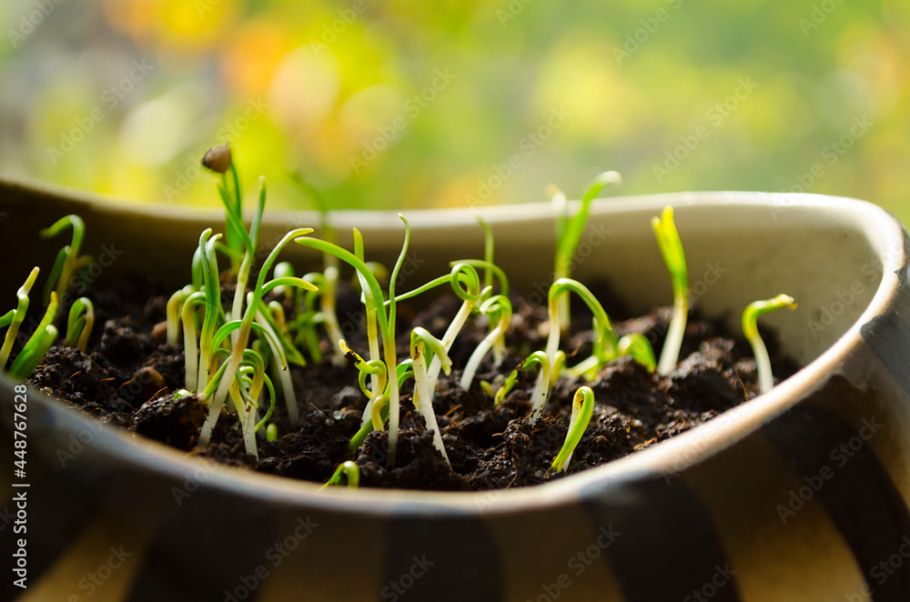 spring sunny background with young sprouts spinach in the pot spring sunny background with young sprouts spinach in the pot