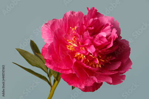 Bright pink peony flower isolated on soft blue background.
