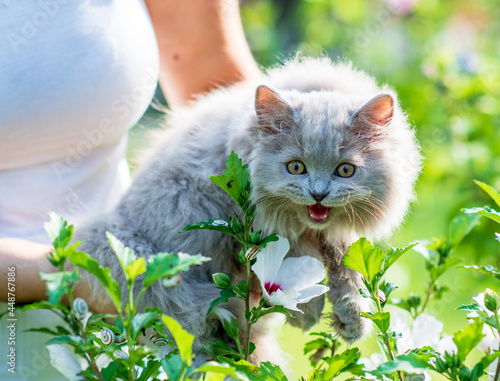 Portrait og fluffy little kitten on green grass background